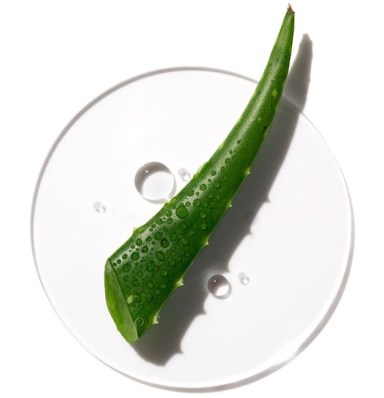 Alovera Plant