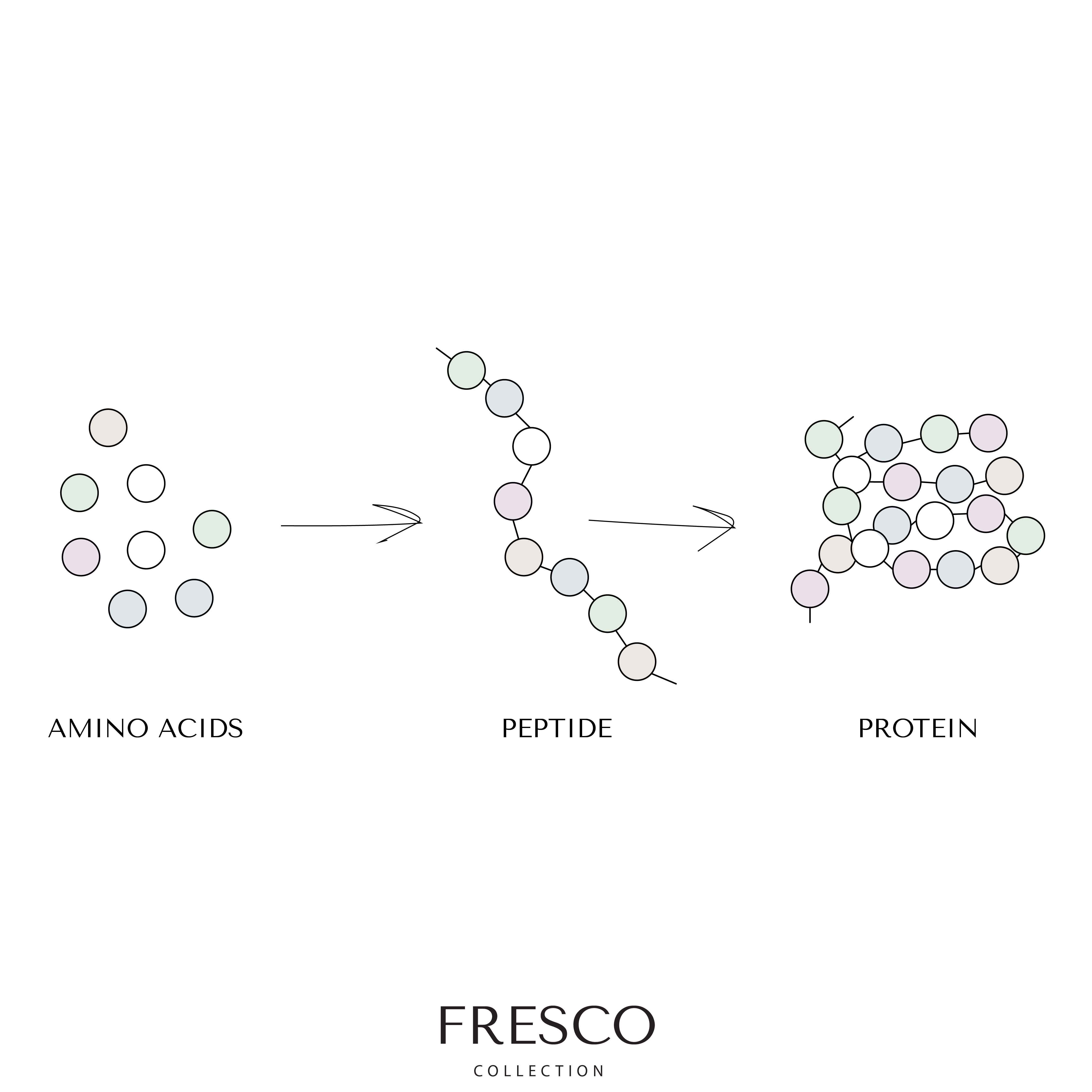 Diagram showing how amino acids become peptides and proteins